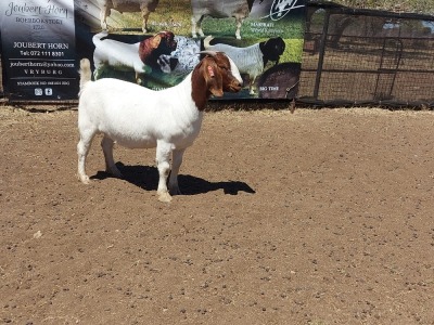 1X FLOCK BOER GOAT DOE JOUBERT HORN BOERGOAT STUD