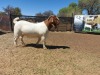 1X FLOCK BOER GOAT BUCK JOUBERT HORN BOERGOAT STUD