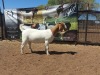 1X FLOCK BOER GOAT DOE JOUBERT HORN BOERGOAT STUD