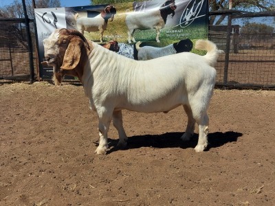 1X FLOCK BOER GOAT BUCK JOUBERT HORN BOERGOAT STUD