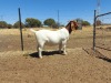 1X FLOCK BOER GOAT DOE JOUBERT HORN BOERGOAT STUD