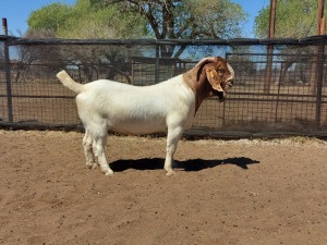 WITHDRAWN - 1X BOER GOAT BUCK JOUBERT HORN BOERGOAT STUD