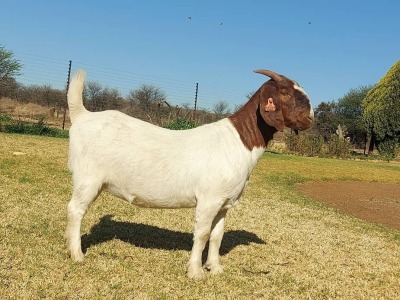 1X FLOCK BOER GOAT DOE KULANI RANCH