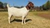 1X FLOCK BOER GOAT DOE KULANI RANCH - 2