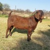 1X FLOCK KALAHARI RED BUCK KULANI RANCH