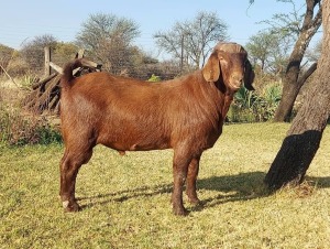 1X KALAHARI RED BUCK KULANI RANCH