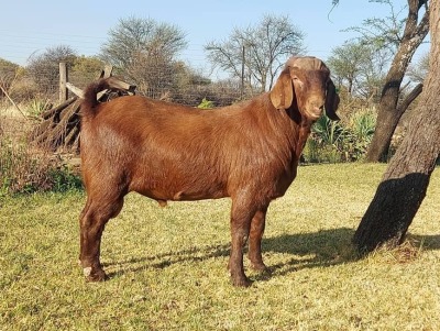 1X KALAHARI RED BUCK KULANI RANCH