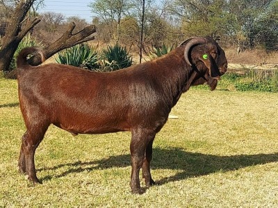 1X FLOCK KALAHARI RED BUCK KULANI RANCH