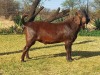 1X FLOCK KALAHARI RED BUCK KULANI RANCH - 2