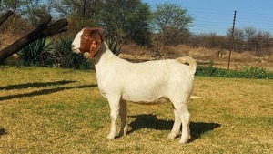 1X FLOCK BOER GOAT DOE KULANI RANCH