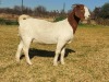 1X FLOCK BOER GOAT DOE KULANI RANCH - 2