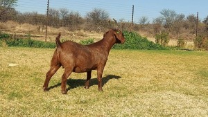 1X STUD KALAHARI RED DOE KULANI RANCH