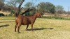 1X STUD KALAHARI RED DOE KULANI RANCH - 2