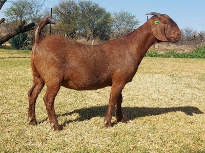 1X FLOCK KALAHARI RED DOE KULANI RANCH