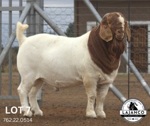 1X FLOCK BOER GOAT BUCK LAJANCO BOERBOKSTOET