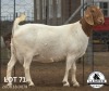 1X FLOCK BOER GOAT DOE LAJANCO BOERBOKSTOET