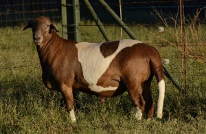 1X RAM B3 Genetics - Charles Freeme - 074 207 0007