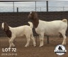 1+1X FLOCK BOER GOAT DOE LAJANCO BOERBOKSTOET