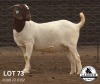 1X FLOCK BOER GOAT DOE LAJANCO BOERBOKSTOET