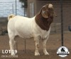 1X STUD BOER GOAT BUCK LAJANCO BOERBOKSTOET