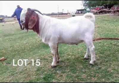 WITHDRAWN - 1X BOER GOAT BUCK ROSEWATER BOERBOKSTOET