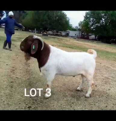 1X FLOCK BOER GOAT BUCK ROSEWATER BOERBOKSTOET