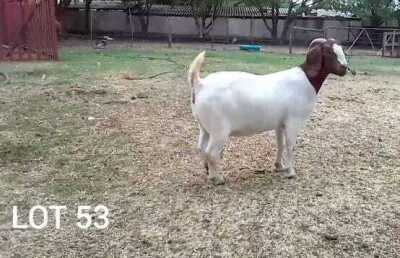 1X BOER GOAT DOE ROSEWATER BOERBOKSTOET