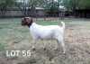 1X PREGNANT FLOCK BOER GOAT DOE ROSEWATER BOERBOKSTOET