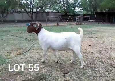 1X PREGNANT FLOCK BOER GOAT DOE ROSEWATER BOERBOKSTOET