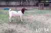 WITHDRAWN - 1X BOER GOAT DOE ROSEWATER BOERBOKSTOET