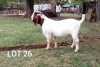 1X FLOCK BOER GOAT BUCK ROSEWATER BOERBOKSTOET