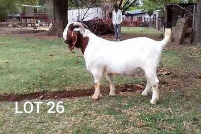 1X FLOCK BOER GOAT BUCK ROSEWATER BOERBOKSTOET