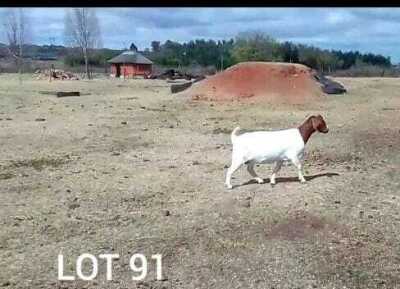 WITHDRAWN - 1X BOER GOAT DOE ROSEWATER BOERBOKSTOET