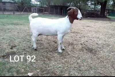 1X PREGNANT FLOCK BOER GOAT DOE ROSEWATER BOERBOKSTOET