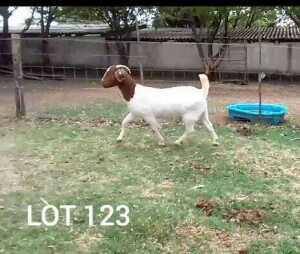 1X PREGNANT FLOCK BOER GOAT DOE ROSEWATER BOERBOKSTOET