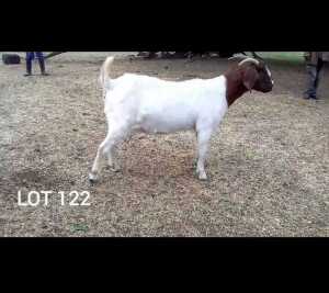 1X PREGNANT FLOCK BOER GOAT DOE ROSEWATER BOERBOKSTOET