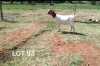 1X PREGNANT FLOCK BOER GOAT DOE ROSEWATER BOERBOKSTOET