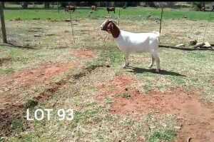 1X PREGNANT FLOCK BOER GOAT DOE ROSEWATER BOERBOKSTOET