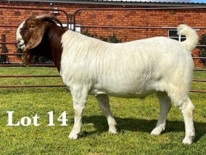 WITHDRAWN - 1X BOER GOAT BUCK LUKAS BURGER BOER GOAT STUD