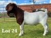 1X FLOCK BOER GOAT BUCK LUKAS BURGER BOER GOAT STUD