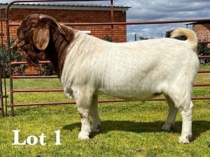 1X FLOCK BOER GOAT BUCK LUKAS BURGER BOER GOAT STUD