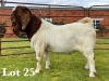 1X FLOCK BOER GOAT BUCK LUKAS BURGER BOER GOAT STUD