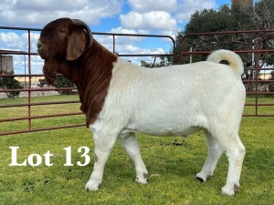 WITHDRAWN - 1X BOER GOAT BUCK LUKAS BURGER BOER GOAT STUD