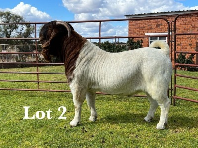 1X BOER GOAT BUCK LUKAS BURGER BOER GOAT STUD