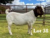 1X FLOCK BOER GOAT BUCK LUKAS BURGER BOER GOAT STUD