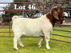 1X FLOCK BOER GOAT BUCK LUKAS BURGER BOER GOAT STUD