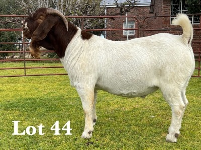 1X FLOCK BOER GOAT BUCK LUKAS BURGER BOER GOAT STUD