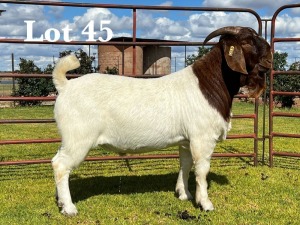 1X FLOCK BOER GOAT BUCK LUKAS BURGER BOER GOAT STUD