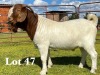 1X FLOCK BOER GOAT BUCK LUKAS BURGER BOER GOAT STUD