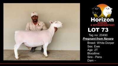 1X T5 WHITE DORPER OOI/EWE HORIZON WIT DORPERS